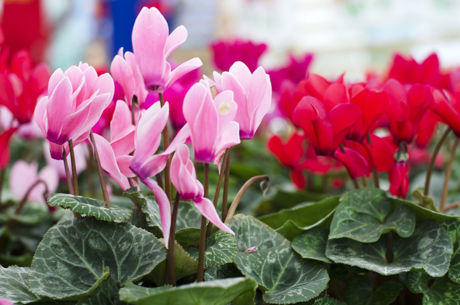 El Cyclamen Persicum Caracter Sticas Y Cuidados De Una Flor Invernal