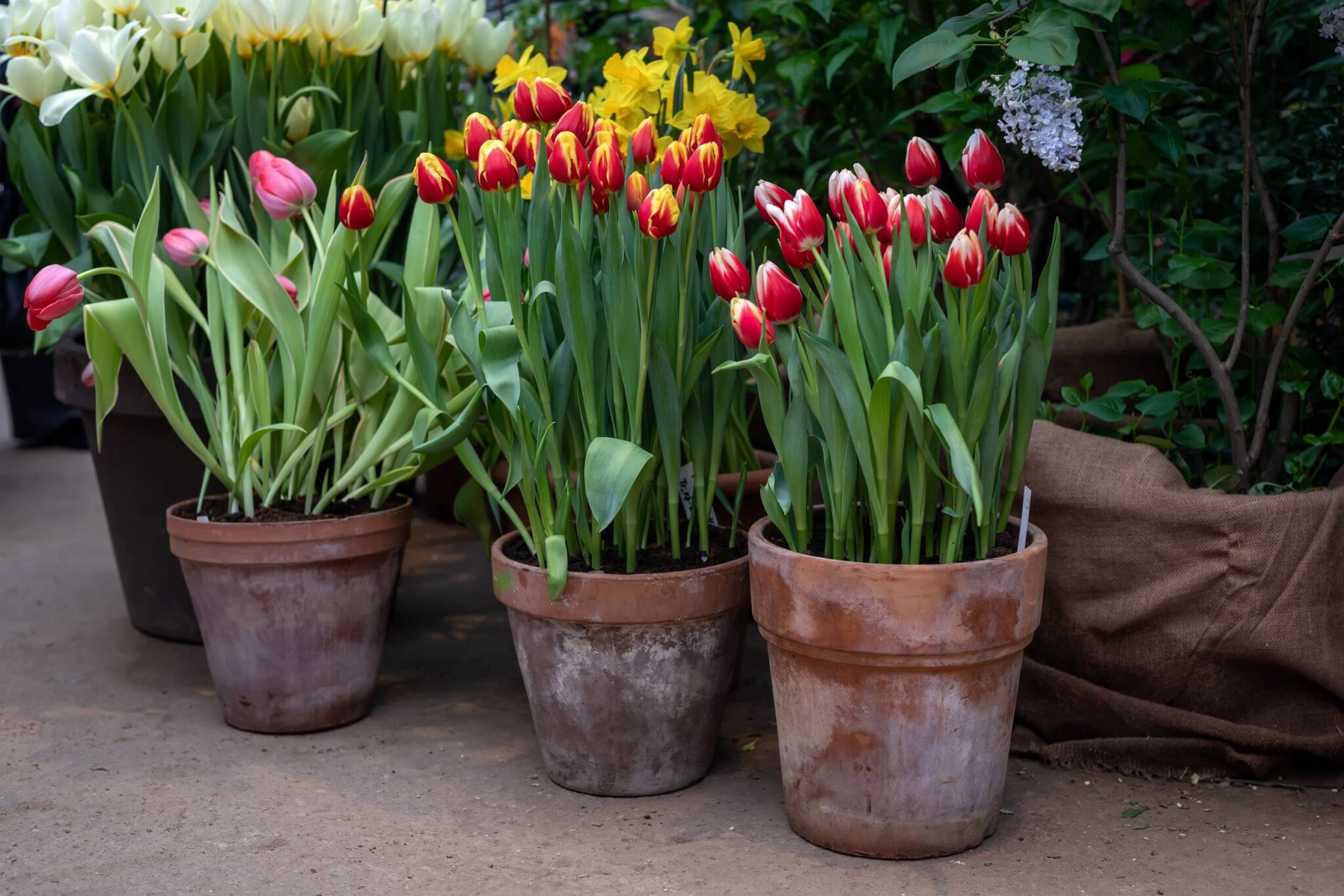 Cómo cuidar los tulipanes en maceta Interflora