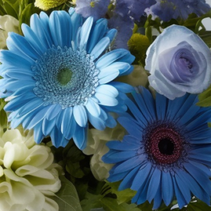 El Significado De Los Colores De La Gerbera Interflora