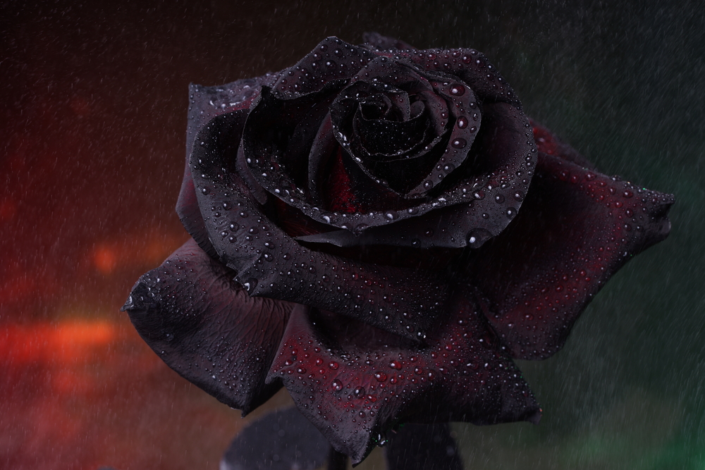 Significado de regalar una rosa negra 
