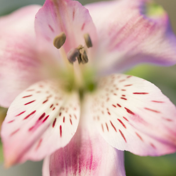 Lilium candidum: significado y cuidados, flor de la azucena blanca |  Interflora