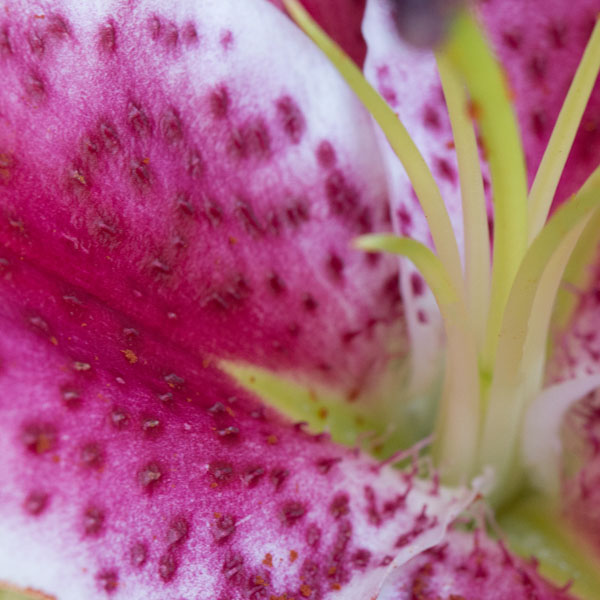 Cuidado de los lirios : cultivar y cuidar la planta de lilium | Interflora