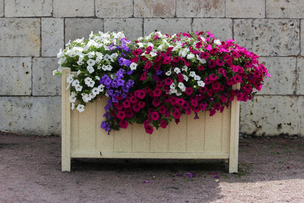 Petunias en maceta al sol del verano