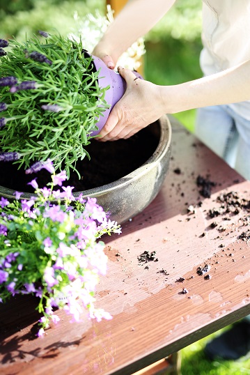 Cuidar flores naturales: consejos para disfrutar al máximo de ellas