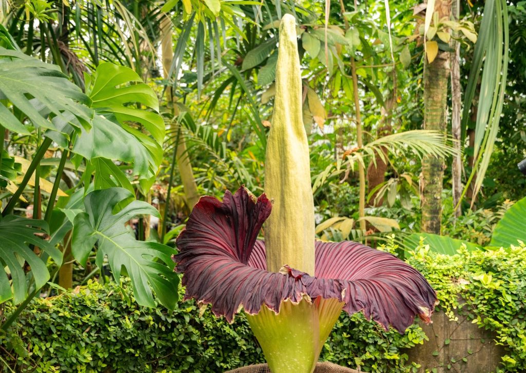 Inflorescencia más grande