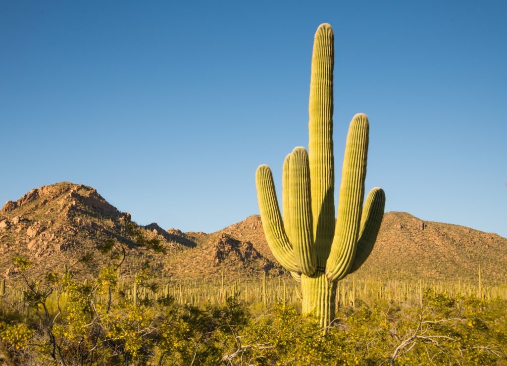 Cactus más grande del mundo