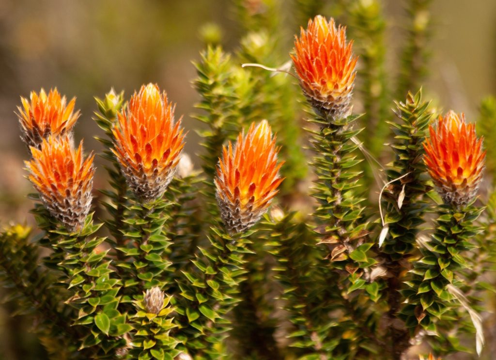 Flores nacionales Ecuador: chuquiraga