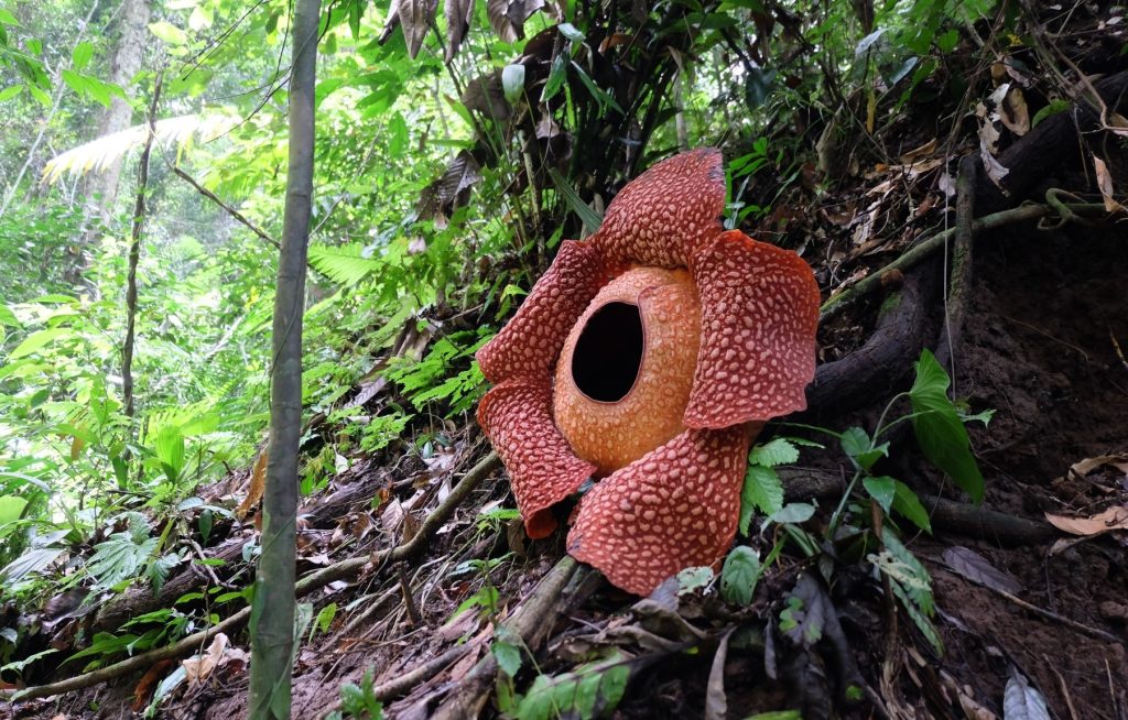 Flor más grande: Rafflesia