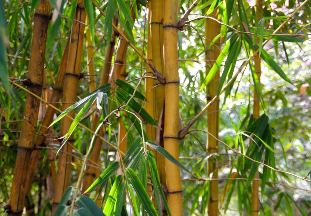 Bambú: plantas extrañas del mundo