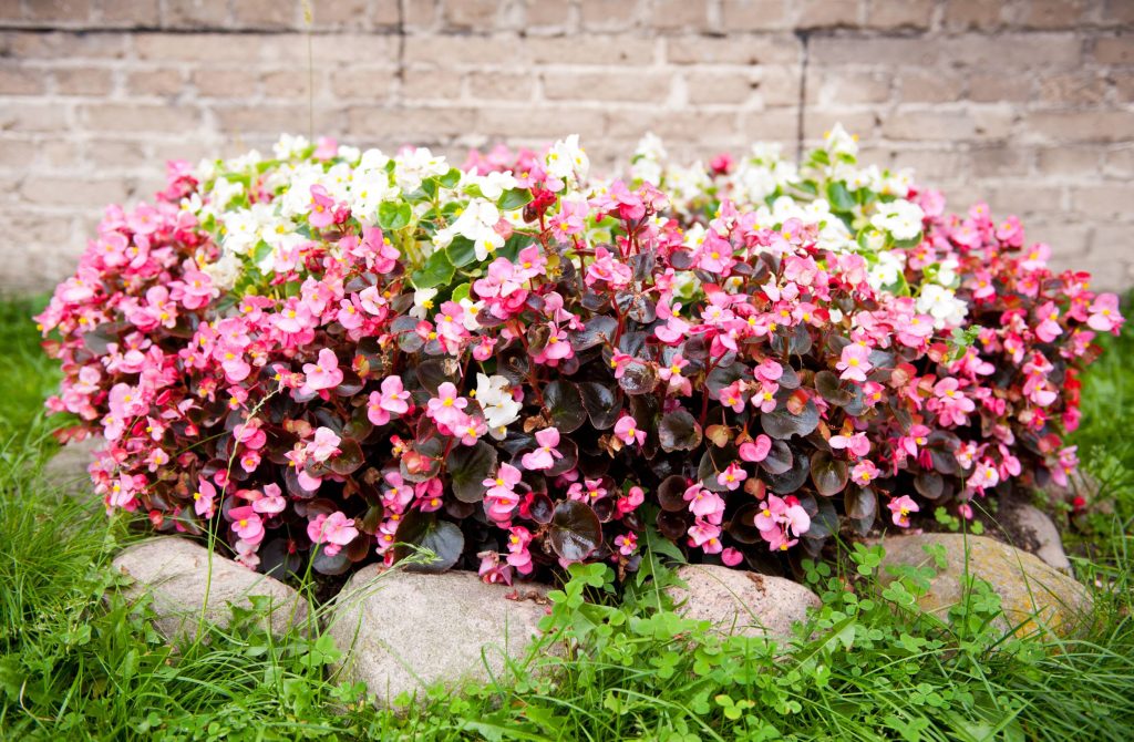 begonia exterior