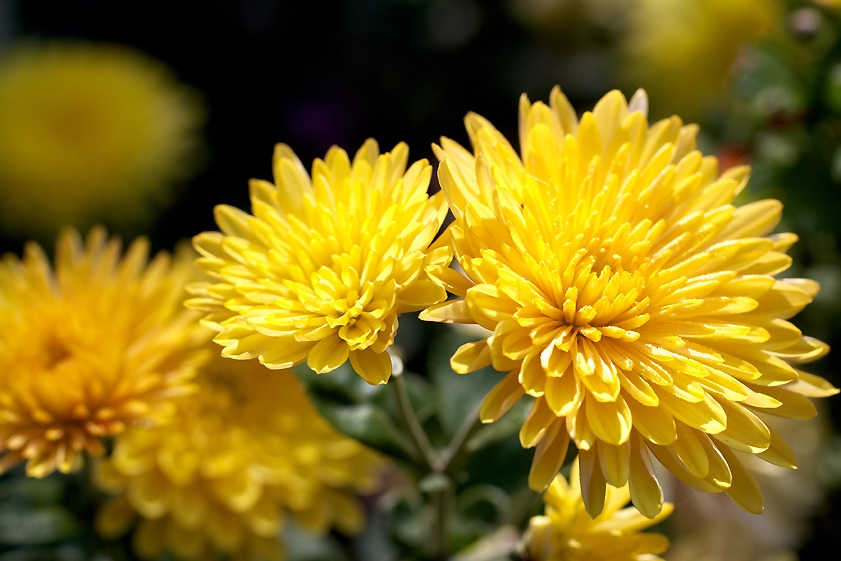 Significado de los crisantemos: crisantemo amarillo