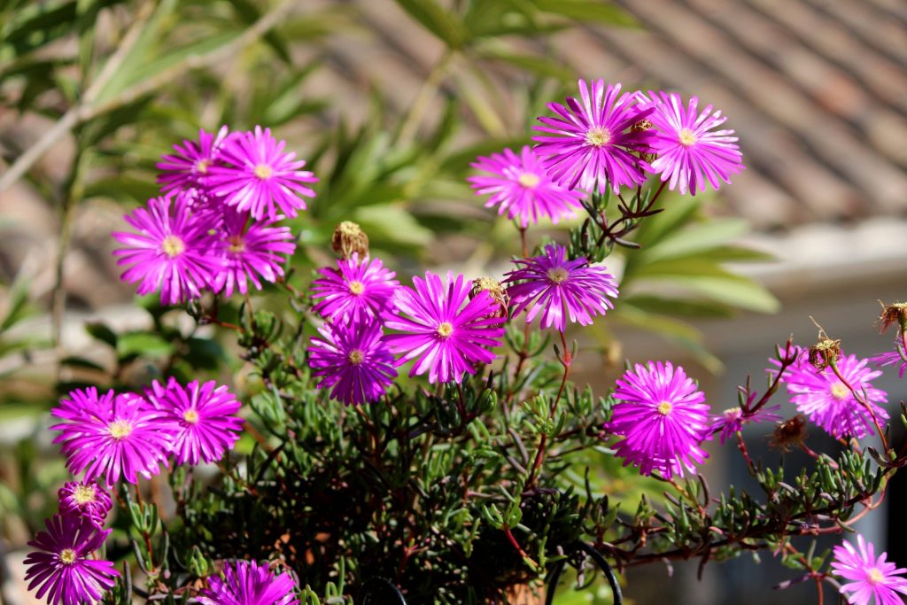 lampranthus