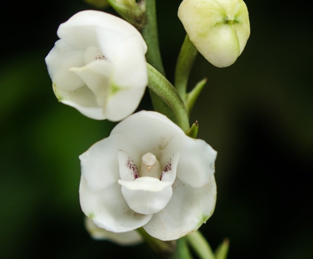 Flores nacionales Panamá: Espíritu Santo