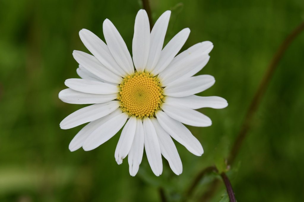 Margarita común- Bellis perennis 