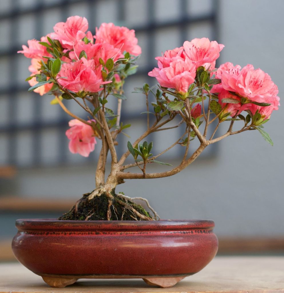 Flor Virgo: bonsai