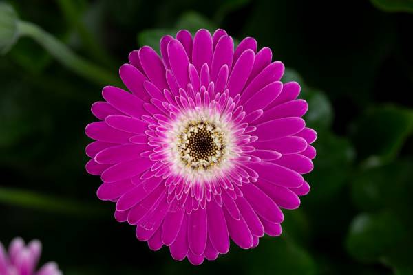 gerberas moradas