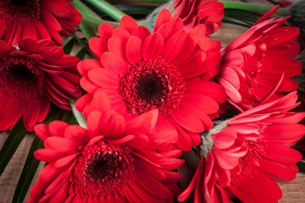 gerberas rojas