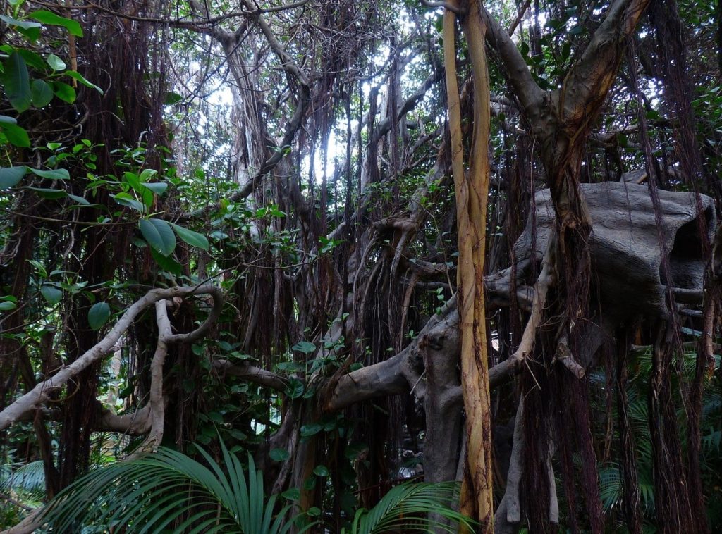 plantas extrañas: lianas