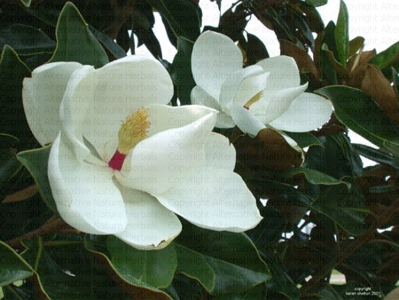 Un aroma de siglos: la Magnolia - Interflora