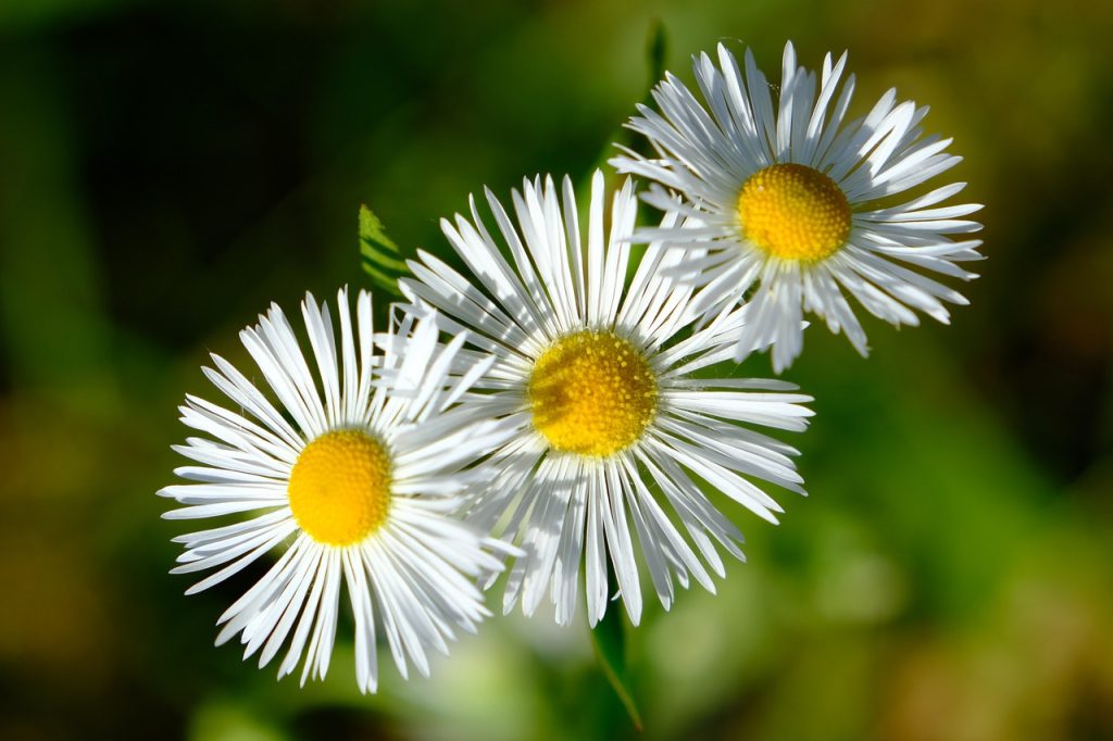 Variedades de margaritas: Margarita mexicana