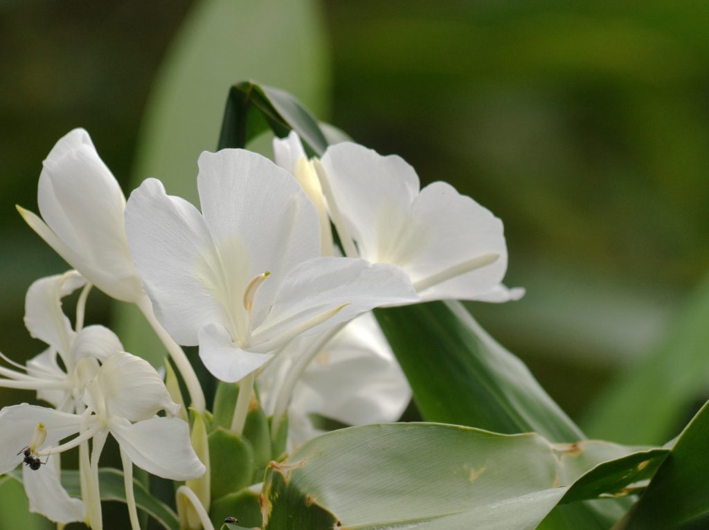 Flores nacionales Cuba: mariposa