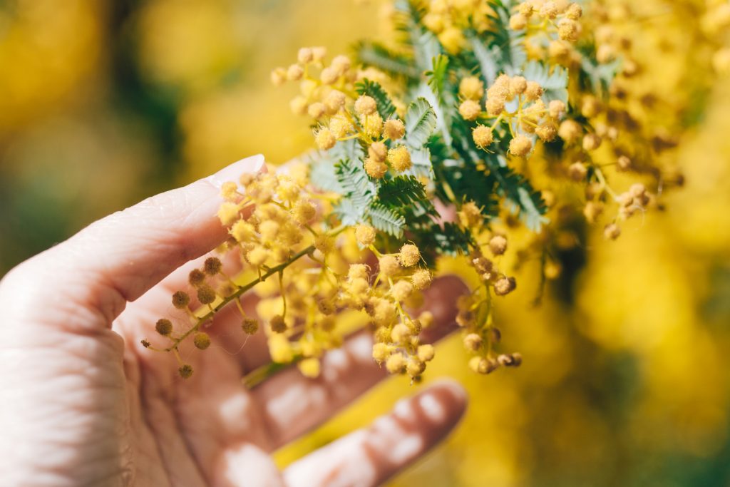 Cuidados de la mimosa