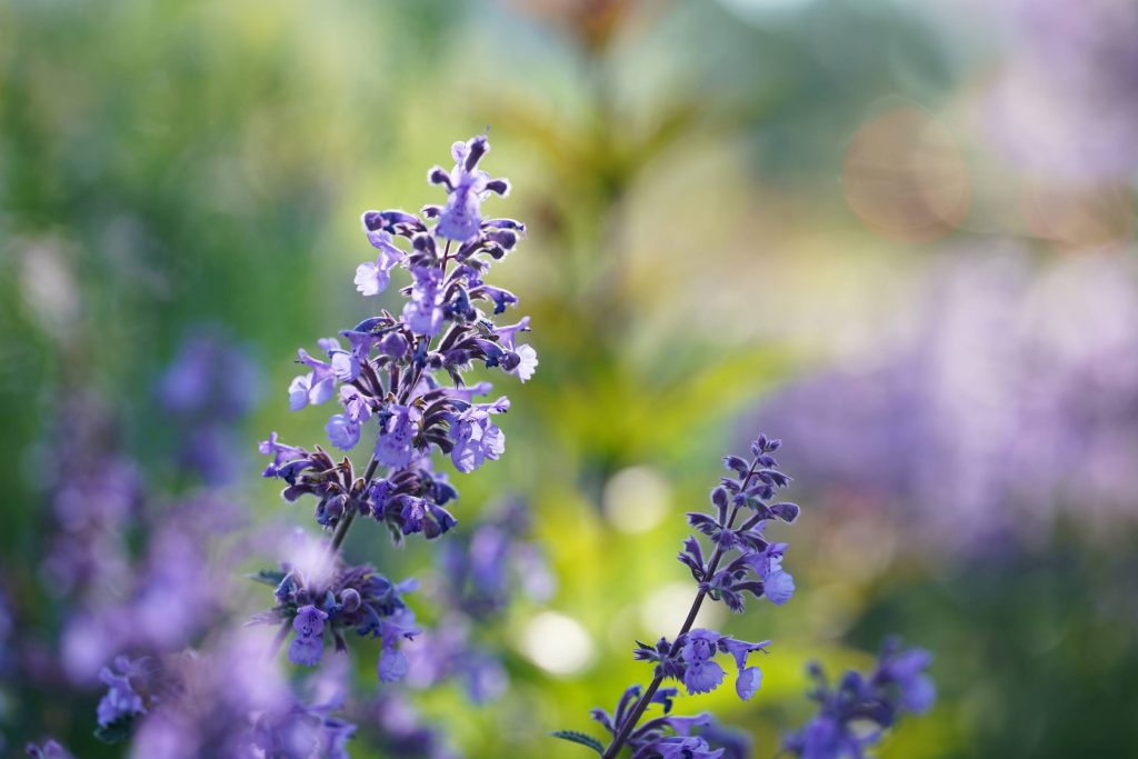 nepeta