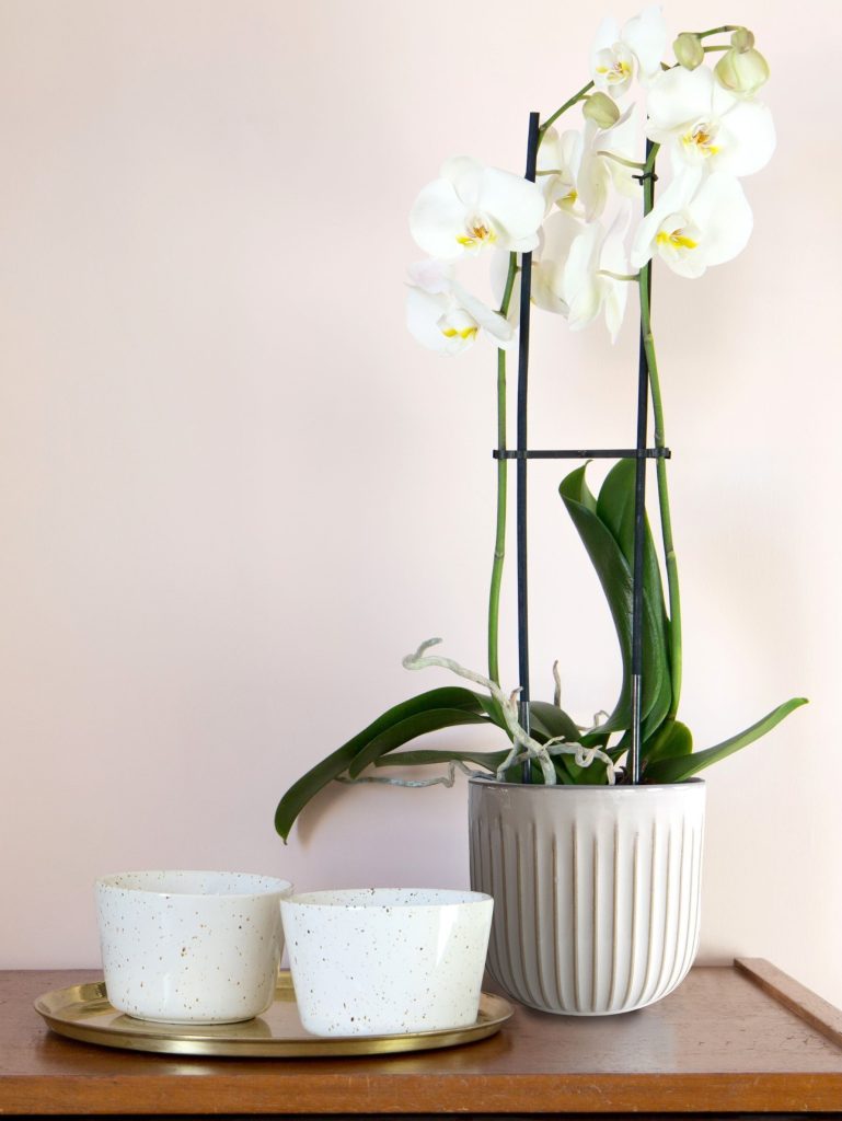 Flores para Tauro: orquídea