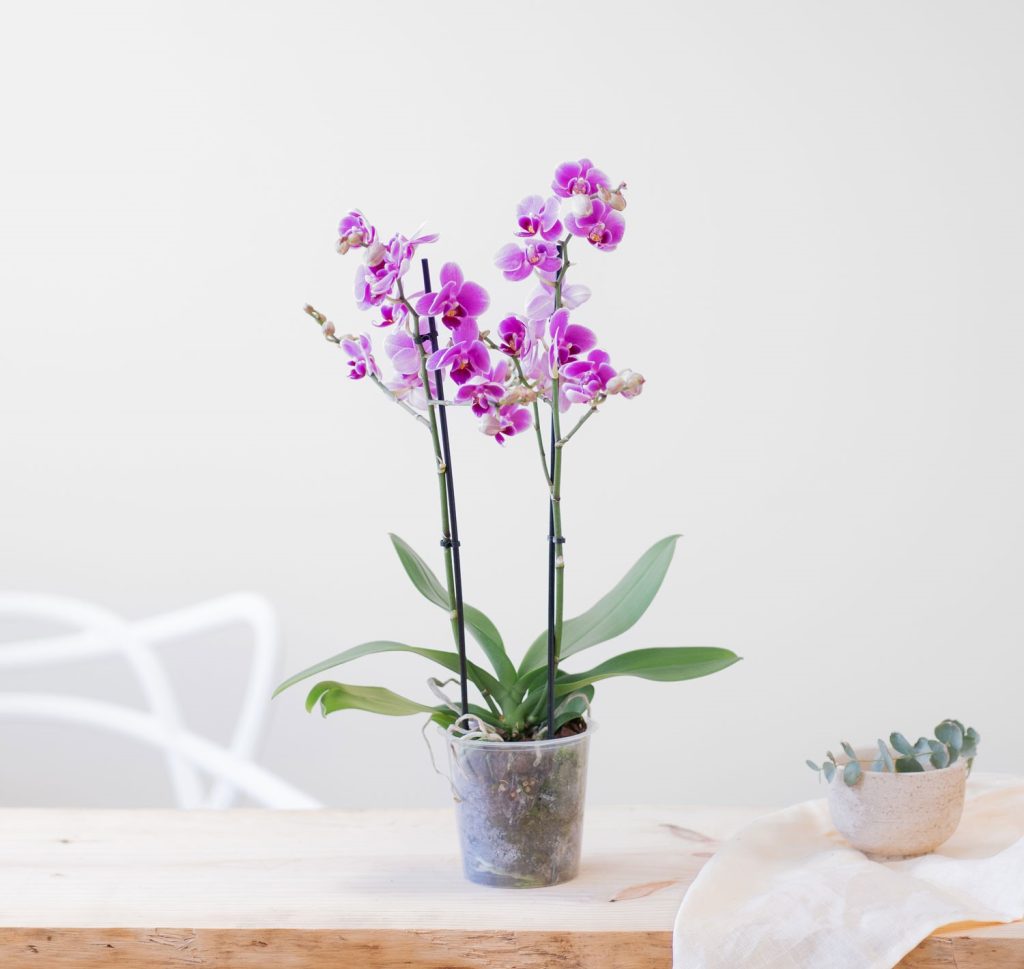 Orquídea de regalo para mujer