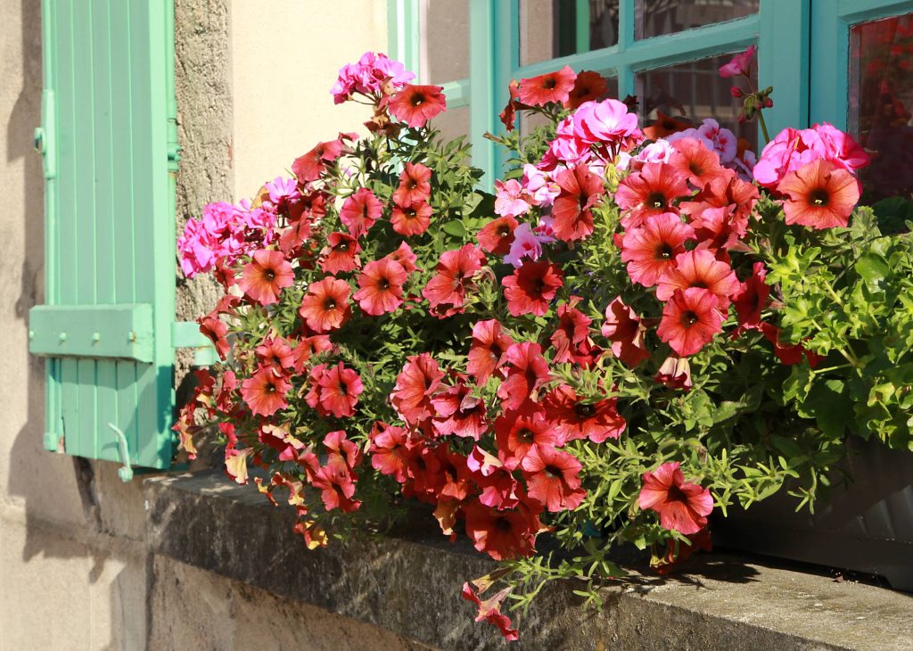 petunias