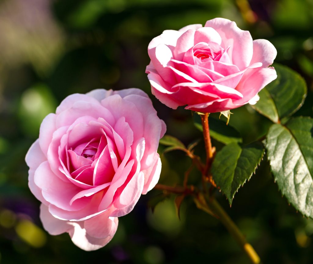 Flores nacionales Ecuador: rosa