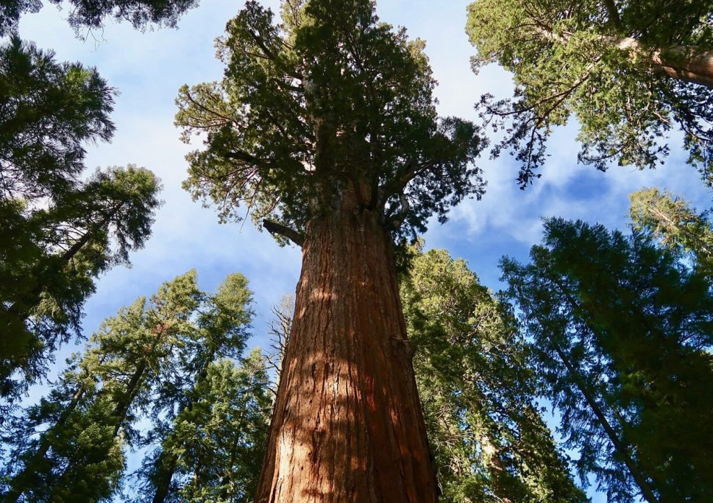 árbol más alto: secuoya