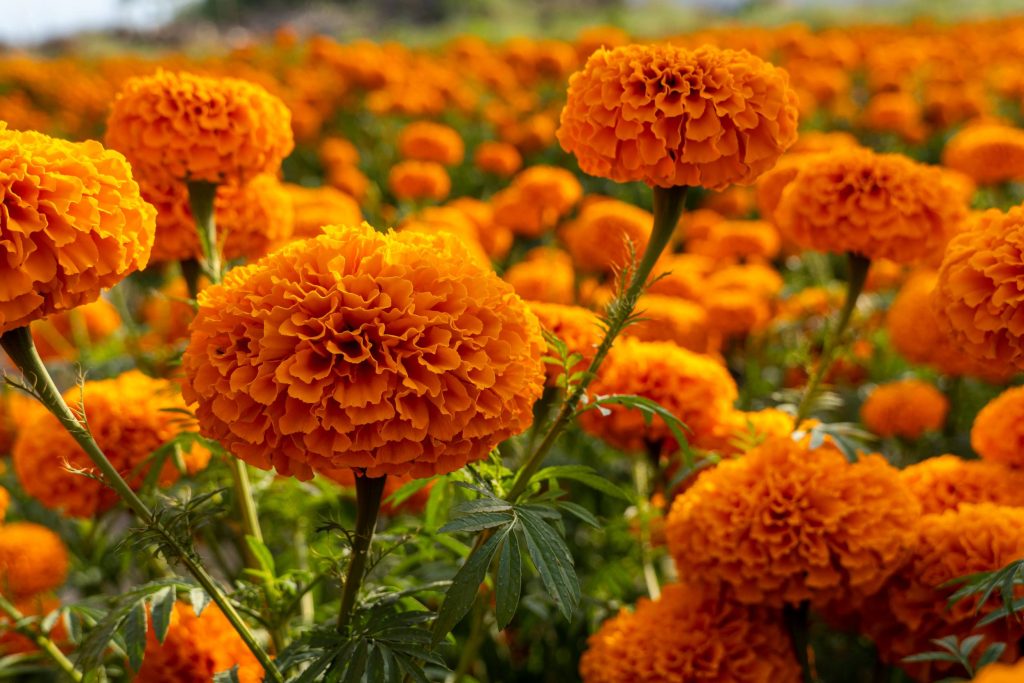 tagetes