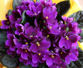 Una exótica paz violeta - Interflora
