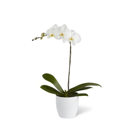 White Orchid Planter