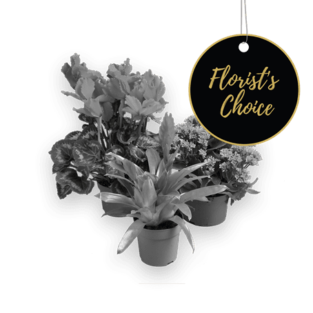 Single plant  florist's choice