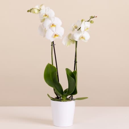 Orquídea blanca