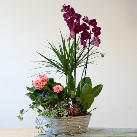 20 Plantas de interior con flores para decorar y crear rincones