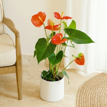 Anthurium rojo