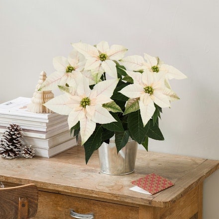 Poinsettia blanca