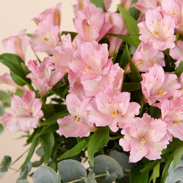 Ramo de Alstroemeria Rosa